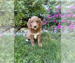 Small #5 Goldendoodle
