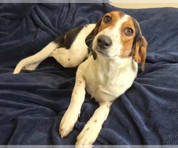 Medium Photo #2 Mutt Puppy For Sale in Rockwall, TX, USA