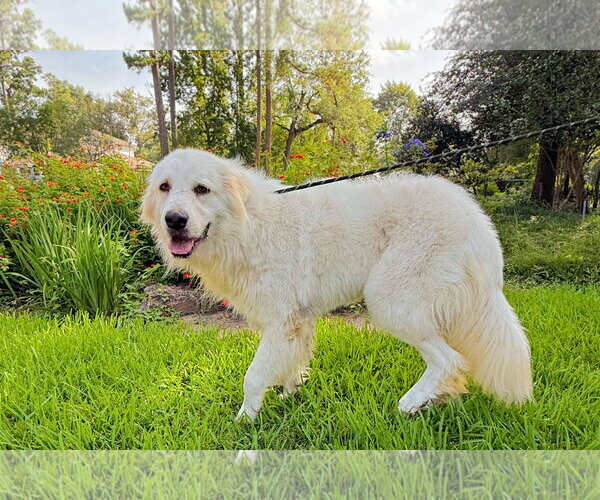 Medium Photo #15 Great Pyrenees Puppy For Sale in Spring, TX, USA