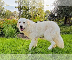 Terrie - Female Great Pyrenees Dog for Adoption - Photo #15