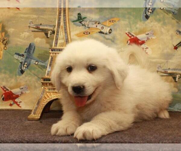 Medium Photo #4 Great Pyrenees Puppy For Sale in SHAWNEE, OK, USA