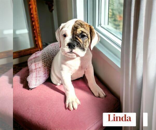Medium Photo #3 Victorian Bulldog Puppy For Sale in DURHAM, CT, USA