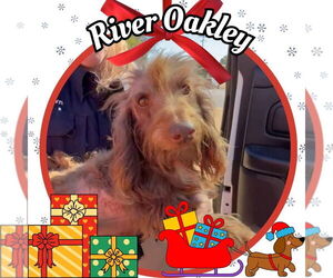 Dachshund Dogs for adoption in San Antonio, TX, USA