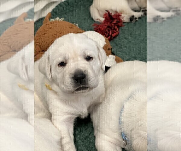 Medium Photo #23 Labrador Retriever Puppy For Sale in GLENDALE, CA, USA