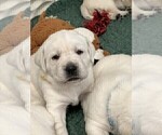 Small Photo #23 Labrador Retriever Puppy For Sale in GLENDALE, CA, USA