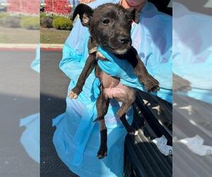 Mutt Dogs for adoption in San Antonio, TX, USA