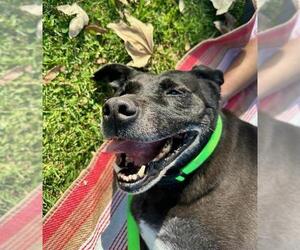 Labrador Retriever-Unknown Mix Dogs for adoption in Chula Vista, CA, USA