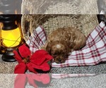 Small #3 Cavapoo (Miniature)