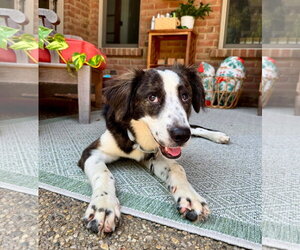 Australian Shepherd-Colonial Cocker Spaniel Mix Dogs for adoption in Germantown, OH, USA