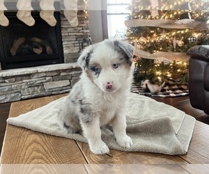 Australian Shepherd Puppy for sale in LODA, IL, USA