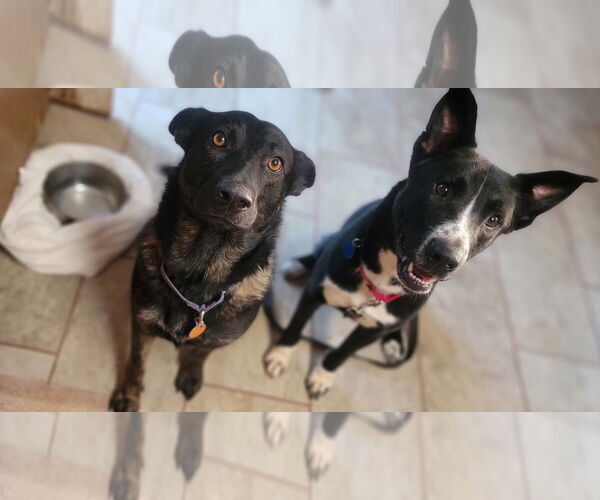 Medium Photo #13 Mutt Puppy For Sale in Arlington, VA, USA