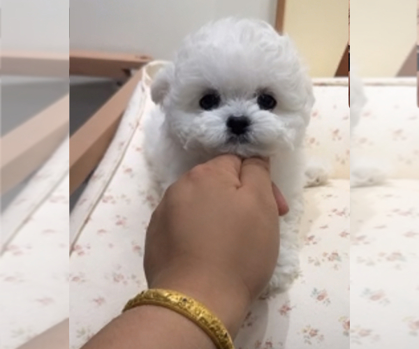 Medium Photo #1 Bichon Frise Puppy For Sale in RANCHO BERNARDO, CA, USA