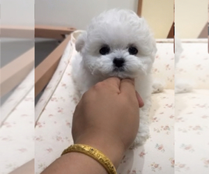 Bichon Frise Puppy for sale in RANCHO BERNARDO, CA, USA