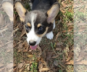 Pembroke Welsh Corgi Puppy for sale in BRANDON, FL, USA