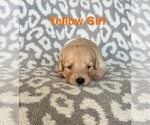 Puppy Orange Labradoodle