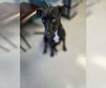 Small #1 Labrador Retriever Mix