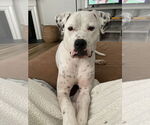 Small #4 American Bulldog