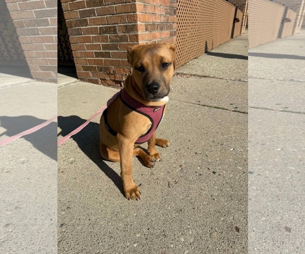 Medium Photo #2 American Pit Bull Terrier-Unknown Mix Puppy For Sale in Germantown, OH, USA