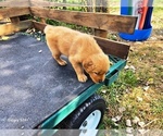 Small #4 Golden Retriever