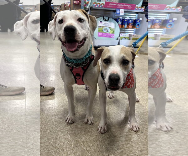Medium Photo #10 American Pit Bull Terrier-Unknown Mix Puppy For Sale in Germantown, OH, USA
