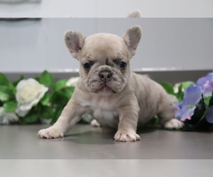French Bulldog Puppy for sale in SHILOH, OH, USA