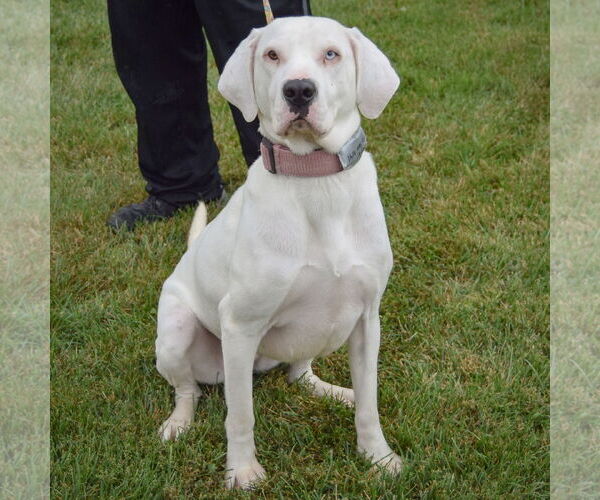 Medium Photo #3 Boxer-Unknown Mix Puppy For Sale in Huntley, IL, USA
