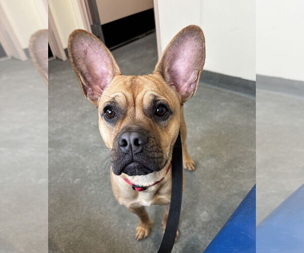 Medium Photo #7 French Bulldog-Unknown Mix Puppy For Sale in Oak Bluffs, MA, USA