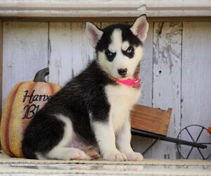 Siberian Husky Puppy for sale in FREDERICKSBG, OH, USA