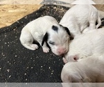 Small Photo #7 Llewellin Setter Puppy For Sale in BASCO, IL, USA
