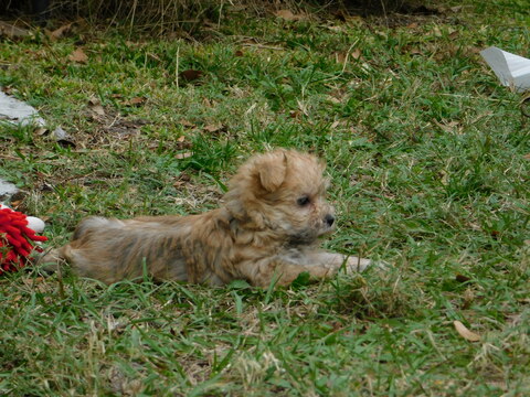 Medium Photo #12 Morkie Puppy For Sale in ORLANDO, FL, USA