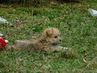 Small Photo #12 Morkie Puppy For Sale in ORLANDO, FL, USA