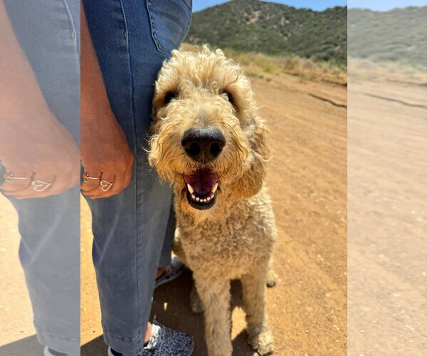 Medium Photo #7 Labradoodle Puppy For Sale in San Diego, CA, USA