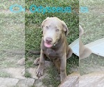 Puppy Odysseus Labrador Retriever