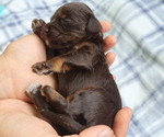 Puppy 2 Cavapoo