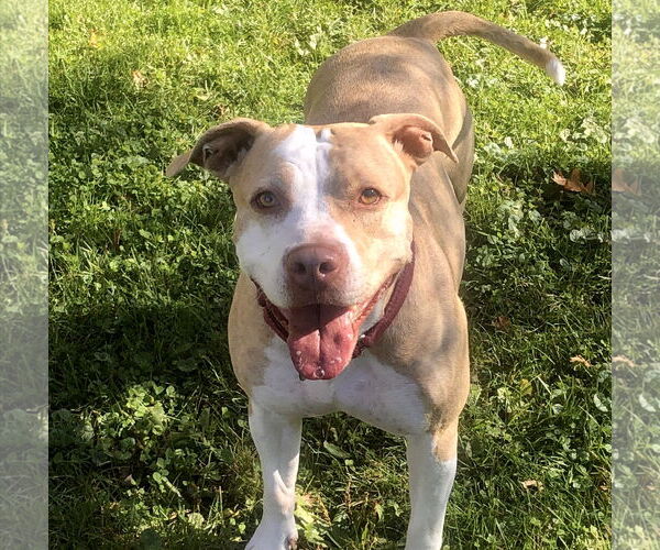 Medium Photo #3 American Staffordshire Terrier Puppy For Sale in Cranford, NJ, USA