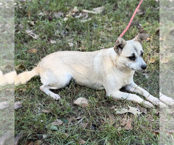 Medium Photo #4 Chihuahua Puppy For Sale in Yardley, PA, USA
