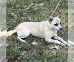 Small Photo #4 Chihuahua Puppy For Sale in Yardley, PA, USA