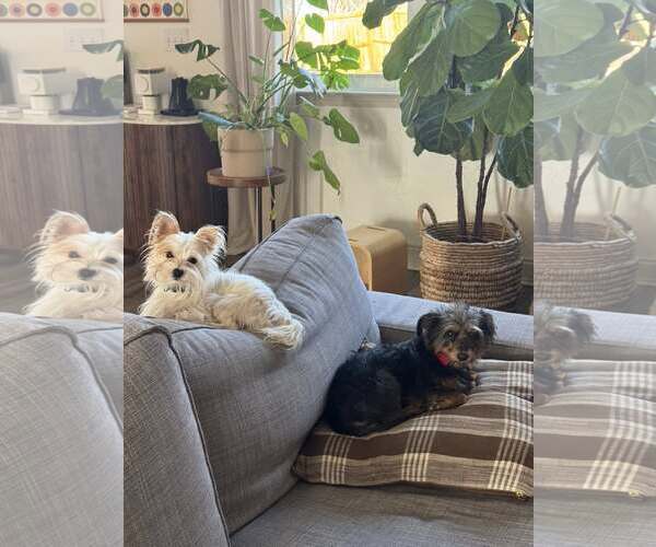 Medium Photo #3 Mutt Puppy For Sale in Greenville, SC, USA