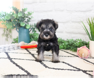 Schnauzer (Miniature) Puppy for sale in SYRACUSE, IN, USA
