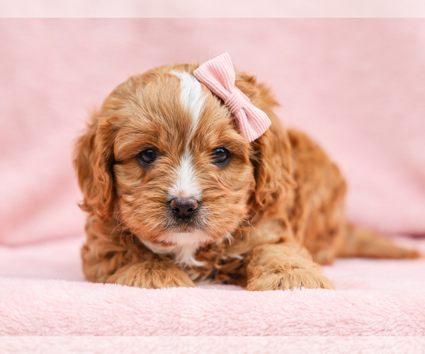 Medium Photo #3 Cavapoo (Miniature) Puppy For Sale in LIBERTY, KY, USA