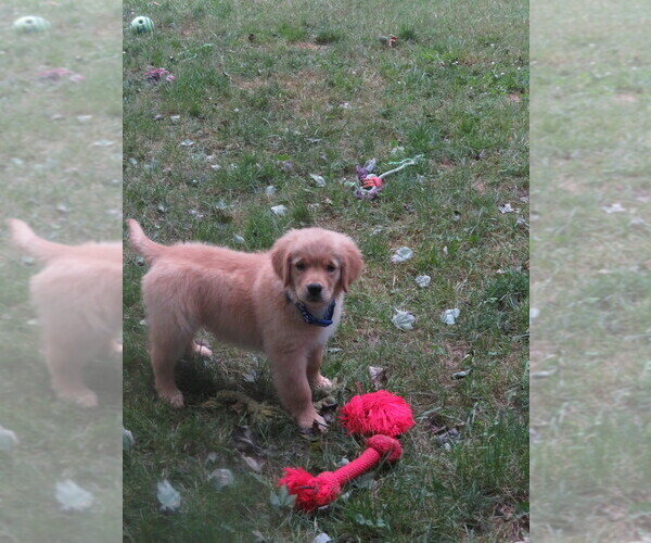 Medium Photo #19 Golden Retriever Puppy For Sale in MECHANICSVILLE, MD, USA