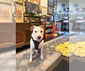 Mutt Dogs for adoption in Denton, TX, USA