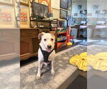 Small Mutt