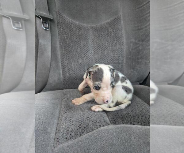 Medium Photo #1 Great Dane Puppy For Sale in MADISON, IN, USA