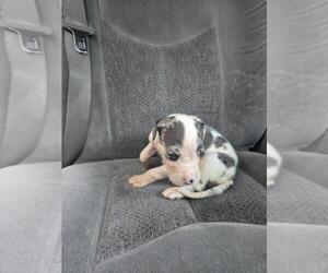 Medium Great Dane