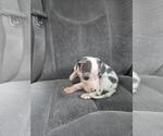 Puppy Puppy 7 Great Dane