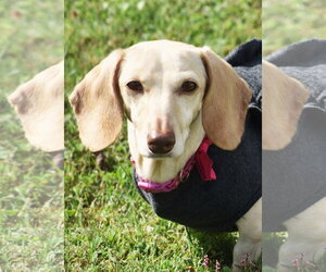 Luna in KY - Female Dachshund Dog for Adoption - Photo #10