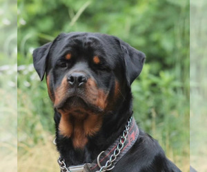 Father of the Rottweiler puppies born on 04/12/2024