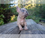 Small Photo #2 French Bulldog Puppy For Sale in PACIFIC CITY, OR, USA