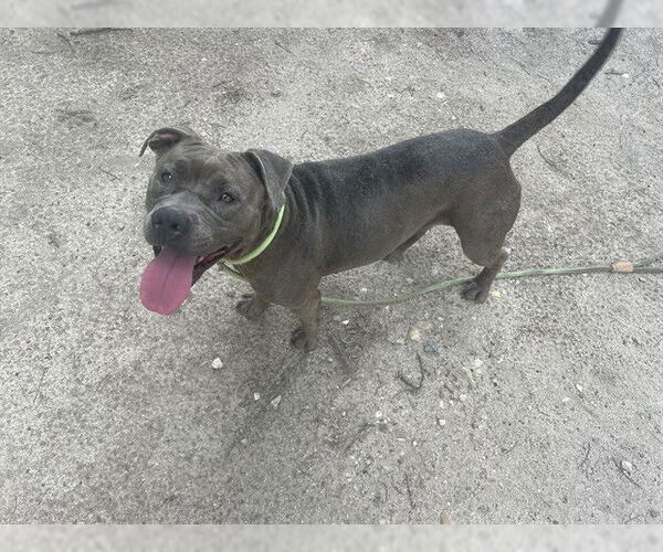 Medium Photo #3 American Pit Bull Terrier-Unknown Mix Puppy For Sale in Waco, TX, USA